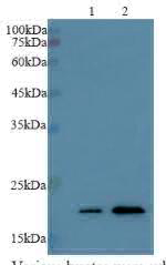 Anti BID polyclonal antibody