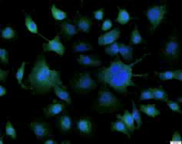 Anti DAO polyclonal antibody