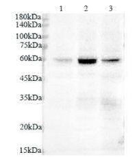 Anti VASN polyclonal antibody