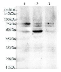 Anti TRAF6 polyclonal antibody