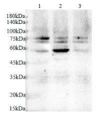 Anti TRAF6 polyclonal antibody