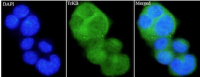 Anti TrKB polyclonal antibody