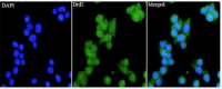 Anti Drd2 polyclonal antibody