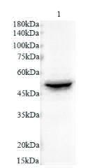 Anti CK-8 polyclonal antibody