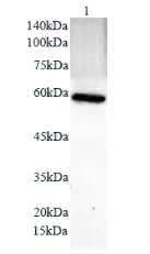 Anti PDL1 polyclonal antibody