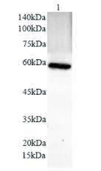 Anti PDL1 polyclonal antibody