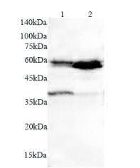 Anti CD1c polyclonal antibody