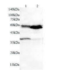 Anti CD1c polyclonal antibody