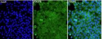 Anti PDGFB polyclonal antibody