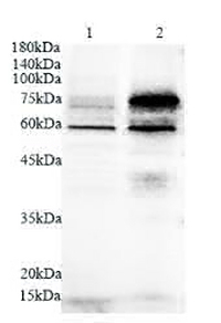 Anti PVRL2 polyclonal antibody