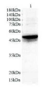 Anti KRT15 polyclonal antibody
