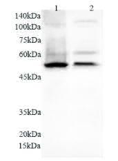 Anti NFkB1 polyclonal antibody