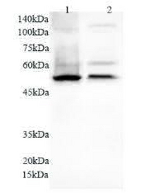 Anti NFkB1 polyclonal antibody