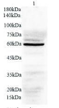 Anti NEU4 polyclonal antibody