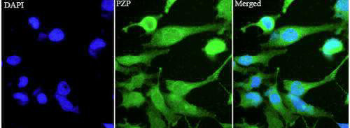 Anti PZP polyclonal antibody