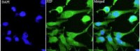 Anti PZP polyclonal antibody