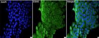 Anti mouse Esm1 polyclonal antibody