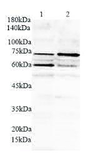 Anti PML polyclonal antibody
