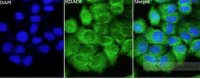 Anti HDAC6 polyclonal antibody