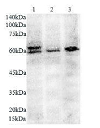 Anti ANGPT1 polyclonal antibody