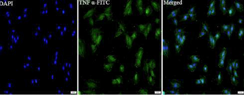 Anti TNFa polyclonal antibody
