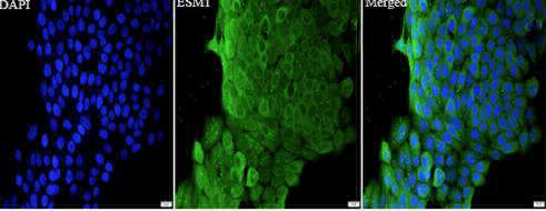 Anti mouse Esm1 polyclonal antibody