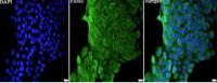Anti mouse Esm1 polyclonal antibody