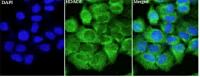 Anti HDAC6 polyclonal antibody