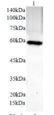 Anti PDL1 polyclonal antibody