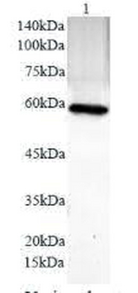 Anti PDL1 polyclonal antibody