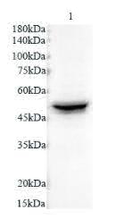 Anti CK-8 polyclonal antibody