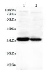 Anti ANXA5 polyclonal antibody
