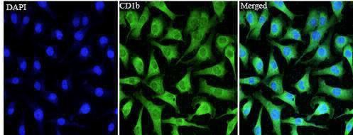 Anti CD1b polyclonal antibody
