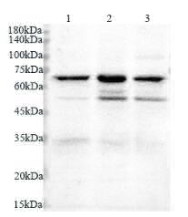 Anti GLUT4 polyclonal antibody