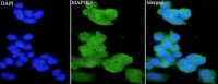 Anti MAP3K7 polyclonal antibody