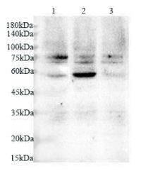 Anti TRAF6 polyclonal antibody
