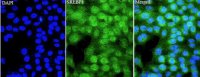 Anti SREBP1 polyclonal antibody