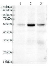 Anti VASN polyclonal antibody