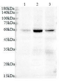 Anti VASN polyclonal antibody