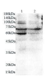 Anti Podocan polyclonal antibody