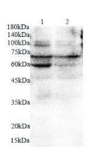 Anti Podocan polyclonal antibody