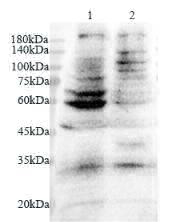 Anti Podocan polyclonal antibody