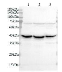 Anti PGK1 polyclonal antibody