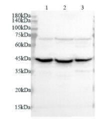Anti PGK1 polyclonal antibody
