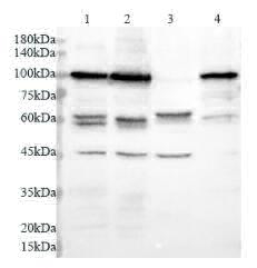 Anti NSUN2 polyclonal antibody