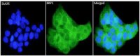 Anti IRF5 polyclonal antibody
