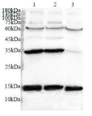 Anti COX4 polyclonal antibody