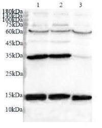 Anti COX4 polyclonal antibody