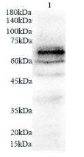 Anti NUMBL polyclonal antibody