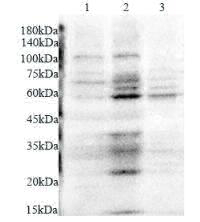 Anti Factor X polyclonal antibody